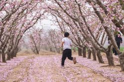 桃花盛開